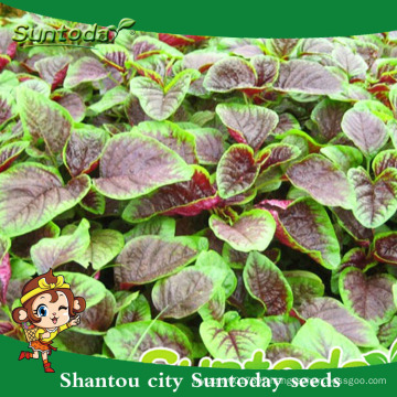 Suntoday where to buy heirloom hs code agriculture companies organicvegetable seeds and plants garden amaranth seeds (A40002)